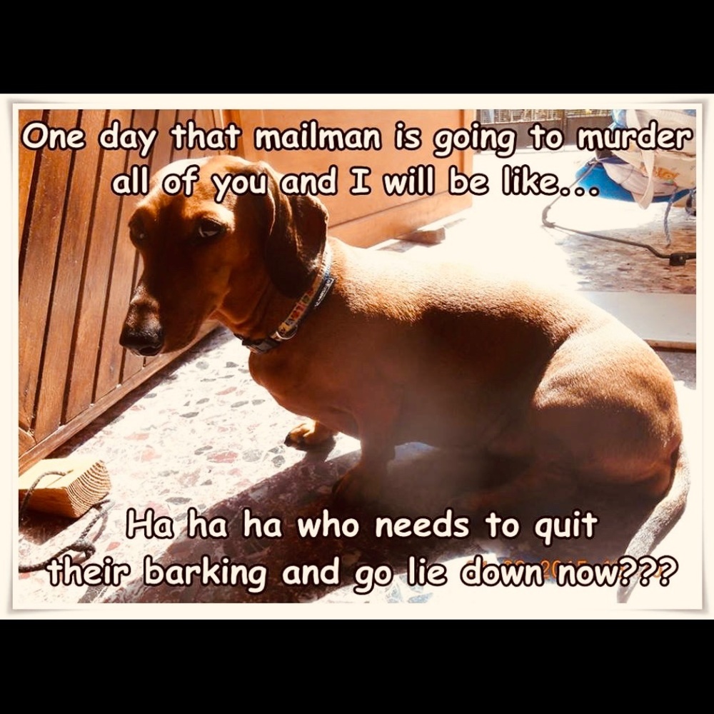 Doxie humor